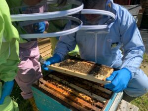 honey making courses