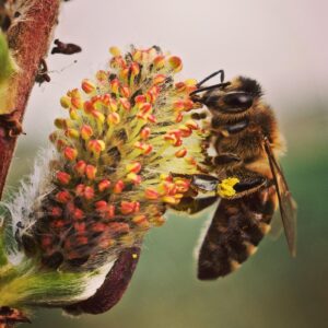 bee pollination