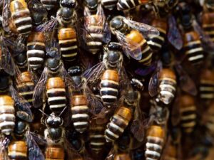 Honey makers
